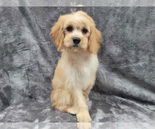 Medium Photo #8 Cavapoo Puppy For Sale in Lincolnwood, IL, USA