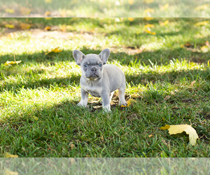 French Bulldog Puppy for sale in NAPPANEE, IN, USA