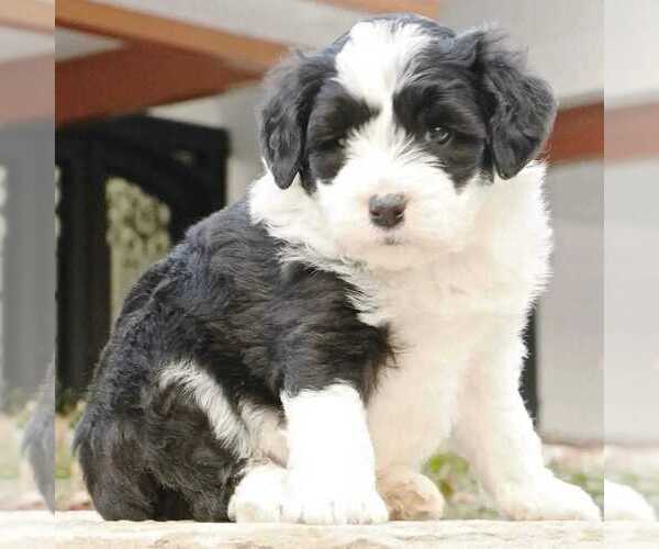 Medium Photo #1 Old English Sheepdog Puppy For Sale in AVALON, MO, USA