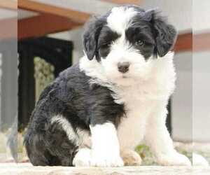 Old English Sheepdog Puppy for sale in AVALON, MO, USA