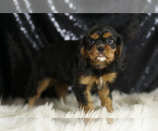 Medium Photo #4 Cavalier King Charles Spaniel Puppy For Sale in WARSAW, IN, USA