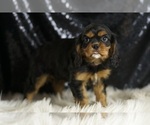 Small #3 Cavalier King Charles Spaniel