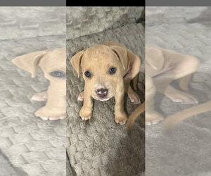 American Pit Bull Terrier-Unknown Mix Dogs for adoption in Sanford, FL, USA