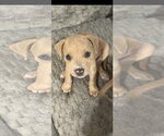 Small American Pit Bull Terrier Mix