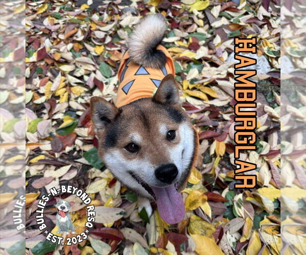 Medium Photo #7 Shiba Inu Puppy For Sale in Omaha, NE, USA