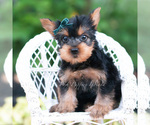 Small Photo #95 Yorkshire Terrier Puppy For Sale in WARSAW, IN, USA