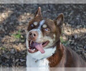 TUCKER - Male Siberian Husky Dog for Adoption - Photo #2