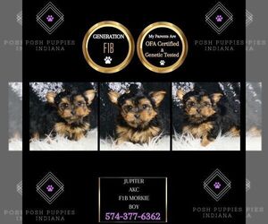 Morkie Puppy for sale in WARSAW, IN, USA