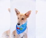 Small #4 Pembroke Welsh Corgi Mix