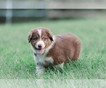 Small Photo #14 Australian Shepherd Puppy For Sale in ARODA, VA, USA