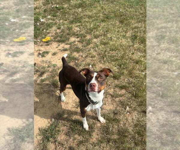 Medium Photo #4 Mutt Puppy For Sale in Evansville, IN, USA