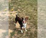Small Photo #4 Mutt Puppy For Sale in Evansville, IN, USA