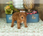 Small Photo #28 Miniature Labradoodle Puppy For Sale in NAPPANEE, IN, USA