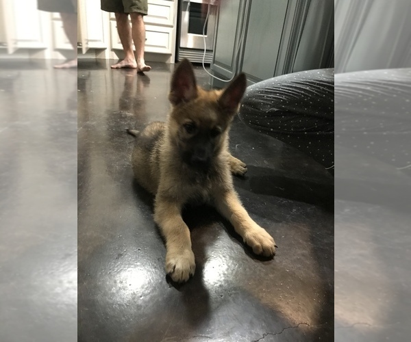 Medium Photo #46 German Shepherd Dog Puppy For Sale in ROSHARON, TX, USA