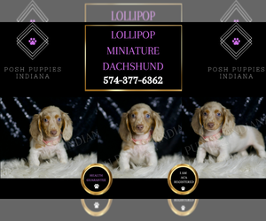 Dachshund Puppy for sale in WARSAW, IN, USA