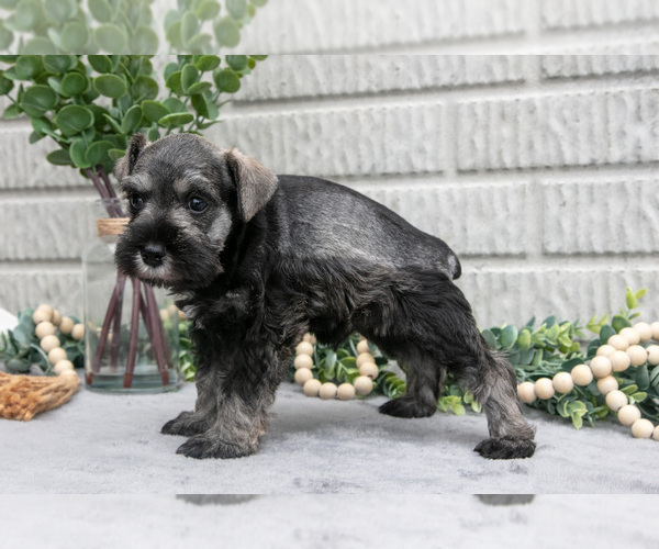 Medium Photo #3 Schnauzer (Miniature) Puppy For Sale in BALTIC, OH, USA