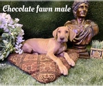 Small Photo #5 Great Dane Puppy For Sale in PONTIAC, IL, USA
