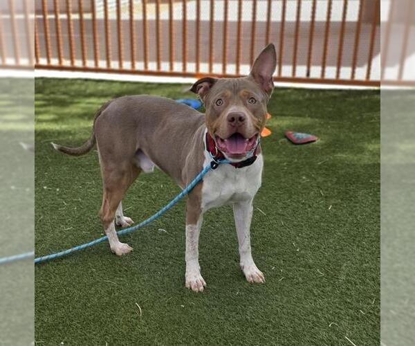 Medium Photo #2 Mutt Puppy For Sale in Las Vegas, NV, USA