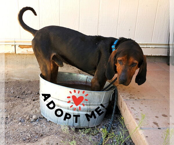 Medium Photo #5 Bluetick Coonhound-Redbone Coonhound Mix Puppy For Sale in Tucson, AZ, USA