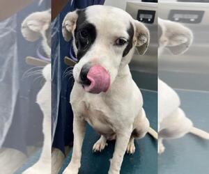 Labrador Retriever-Unknown Mix Dogs for adoption in Mobile, AL, USA