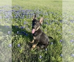 Small Photo #1 German Shepherd Dog Puppy For Sale in TEMPLE, TX, USA