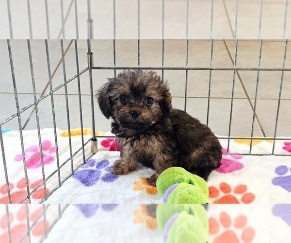 Medium Photo #8 Cavapoo (Miniature)-Poodle (Toy) Mix Puppy For Sale in ORO VALLEY, AZ, USA