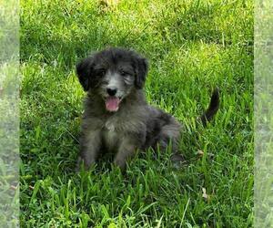 Aussiedoodle Puppy for sale in OTTO, NC, USA