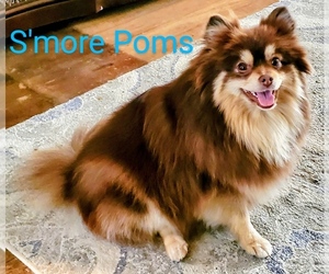 Mother of the Pomeranian puppies born on 11/04/2021