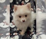 Small #2 Pomeranian