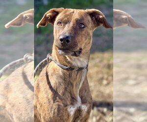 Mutt Dogs for adoption in Crandall, GA, USA