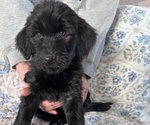 Small Photo #41 Schnoodle (Giant) Puppy For Sale in ANDERSON, CA, USA
