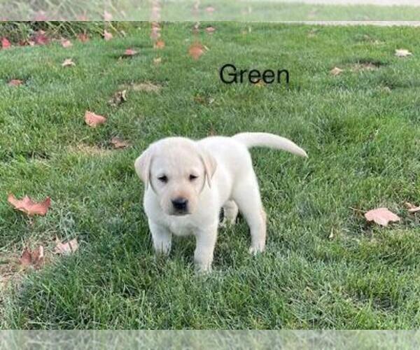 Medium Photo #4 Labrador Retriever Puppy For Sale in Tekonsha, MI, USA