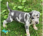 Image preview for Ad Listing. Nickname: Mia