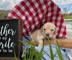 Small #8 Goldendoodle