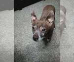Small #4 Chihuahua Mix