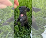 Puppy Atlas Patterdale Terrier