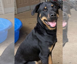 Rottweiler Dogs for adoption in Mooresville, NC, USA