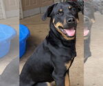 Small Rottweiler