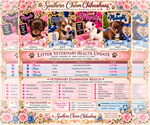 Small Photo #10 Chihuahua Puppy For Sale in ANDALUSIA, AL, USA