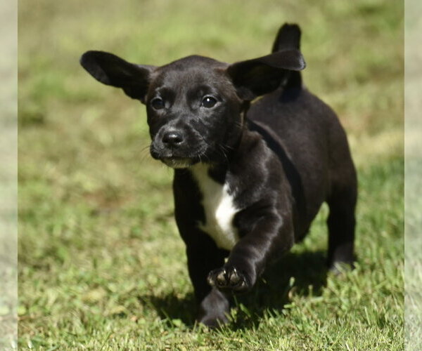 Medium Photo #11 Dachsador Puppy For Sale in Mechanicsburg, PA, USA