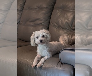 Father of the Maltese puppies born on 04/29/2025