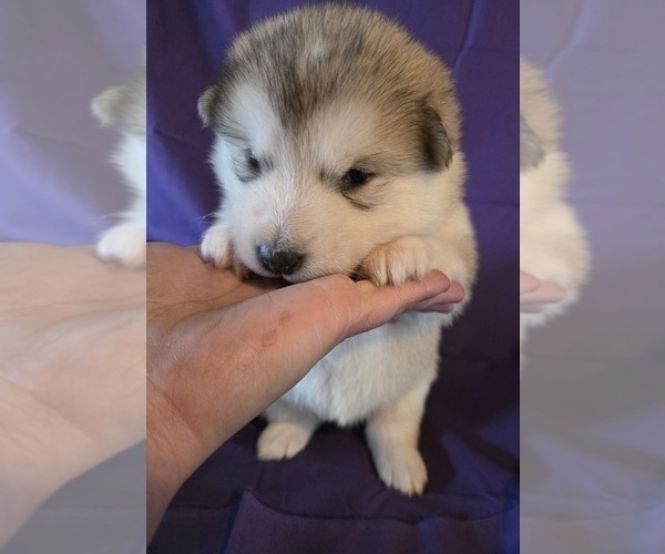 Medium Photo #3 Alaskan Malamute Puppy For Sale in CRIVITZ, WI, USA