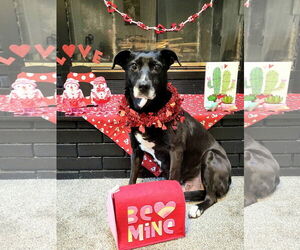 Labrador Retriever-Unknown Mix Dogs for adoption in Germantown, OH, USA