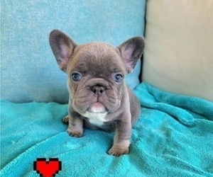 Medium French Bulldog
