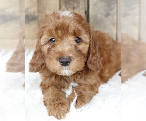 Goldendoodle (Miniature) Puppy for sale in TOLEDO, OH, USA