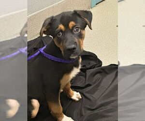 Rottweiler-Unknown Mix Dogs for adoption in Las Vegas, NV, USA