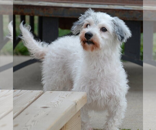 Medium Photo #6 Maltese Dinmont Terrier Puppy For Sale in Gretna, NE, USA