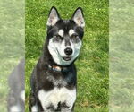 Small #1 Siberian Husky
