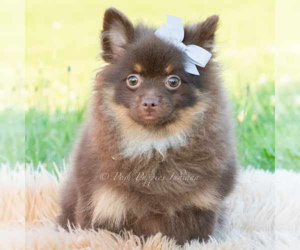 Medium Photo #61 Pomeranian Puppy For Sale in WARSAW, IN, USA