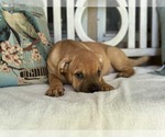 Small #10 American Staffordshire Terrier-Labrador Retriever Mix